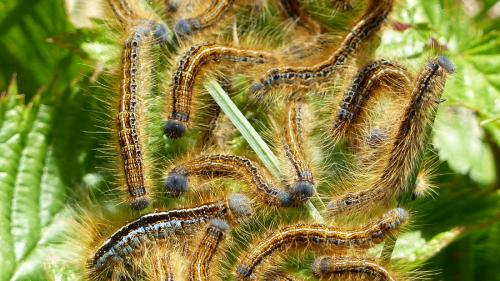 Malacosoma sp.